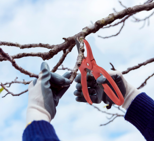 Ratchet Pruning Shears